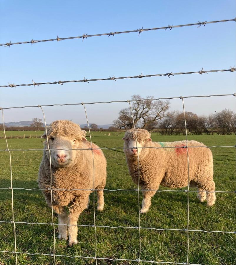 فندق Abbey Farm Luxury Glamping Rhuddlan المظهر الخارجي الصورة