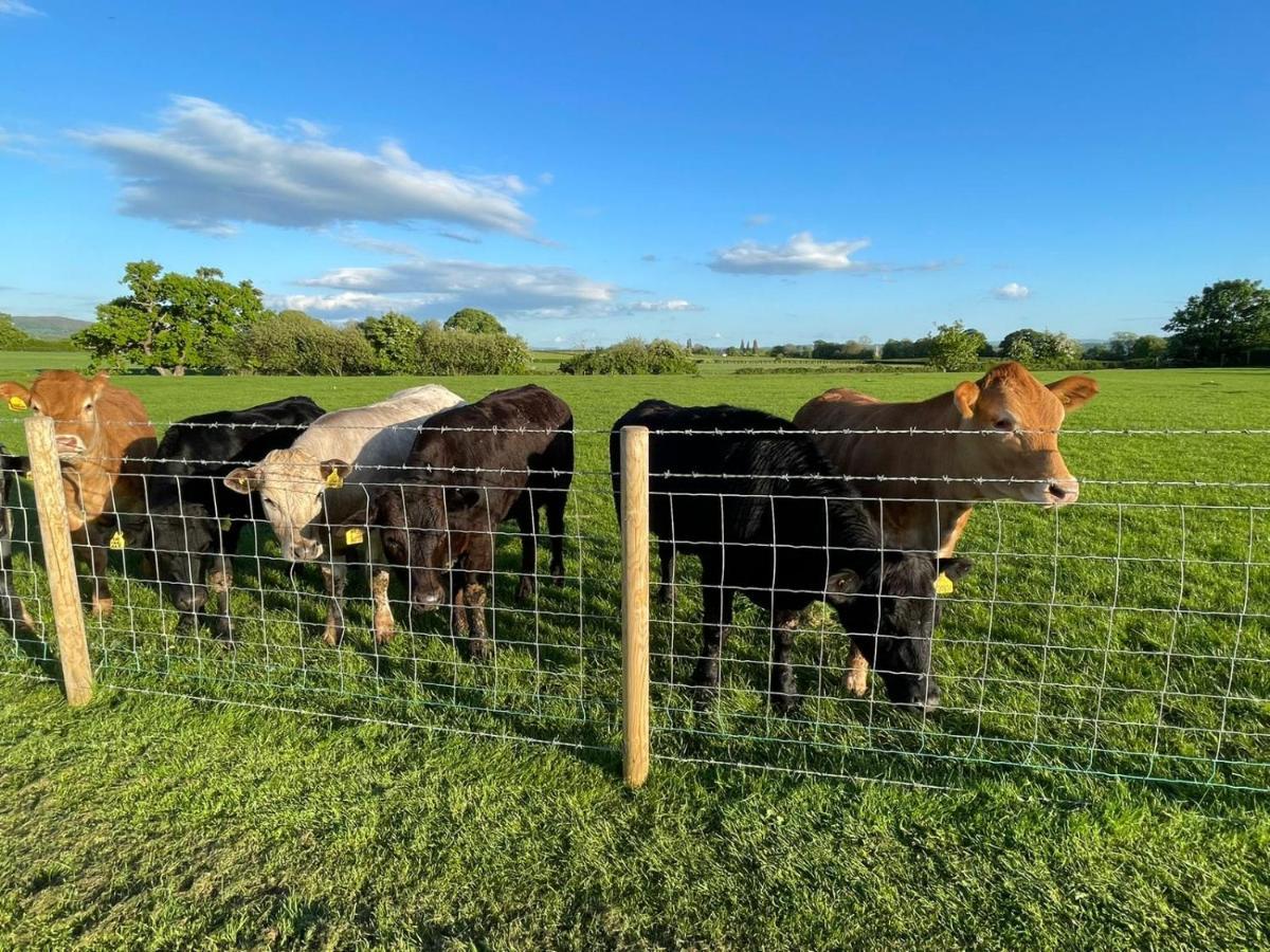 فندق Abbey Farm Luxury Glamping Rhuddlan المظهر الخارجي الصورة