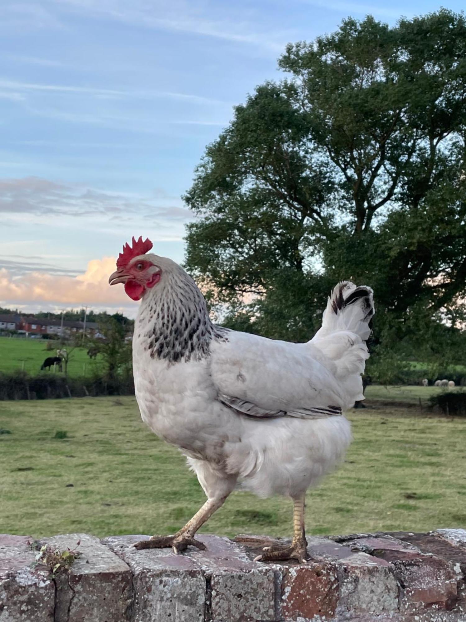 فندق Abbey Farm Luxury Glamping Rhuddlan المظهر الخارجي الصورة
