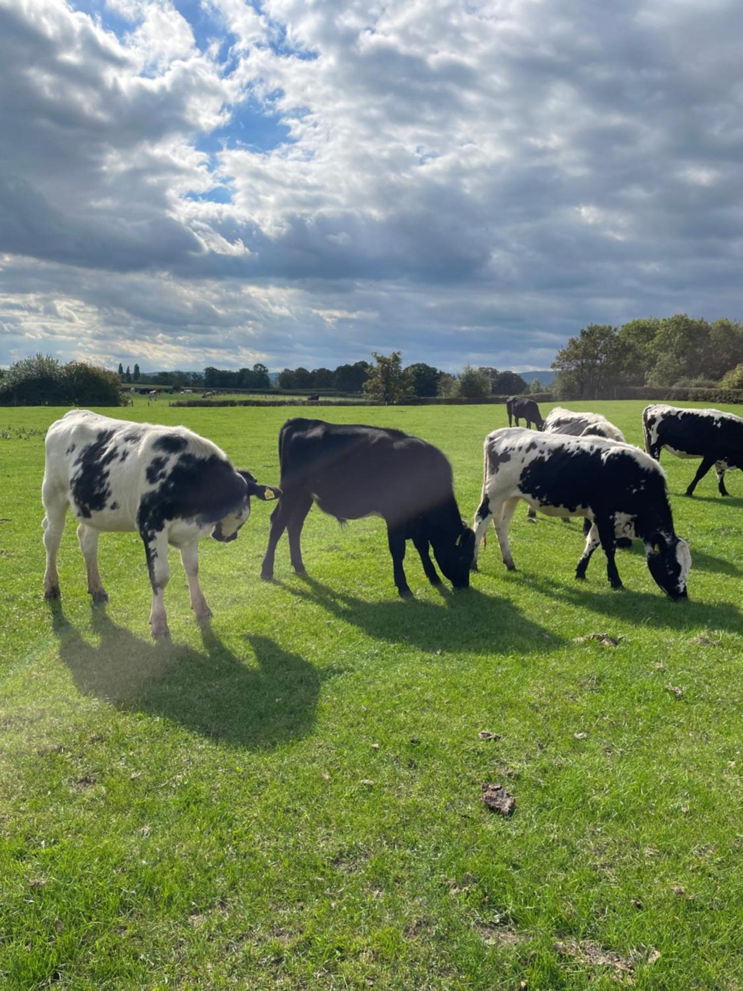 فندق Abbey Farm Luxury Glamping Rhuddlan المظهر الخارجي الصورة